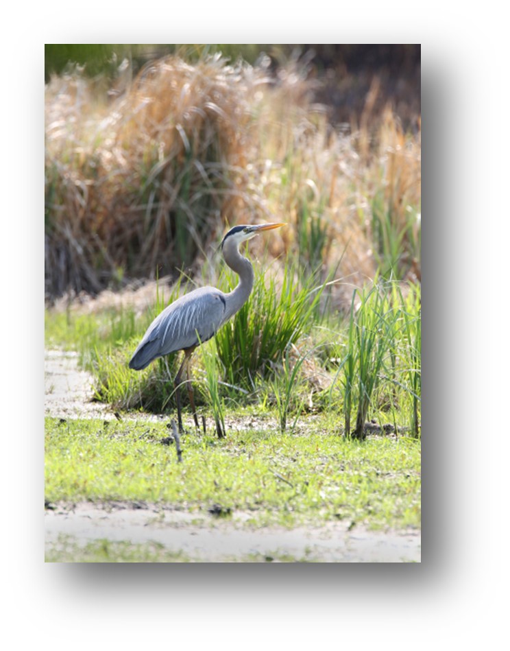 Crane bird in a park