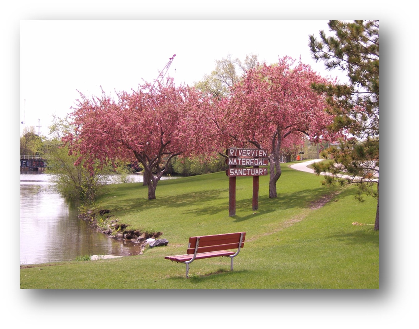 Colorful trees in a park