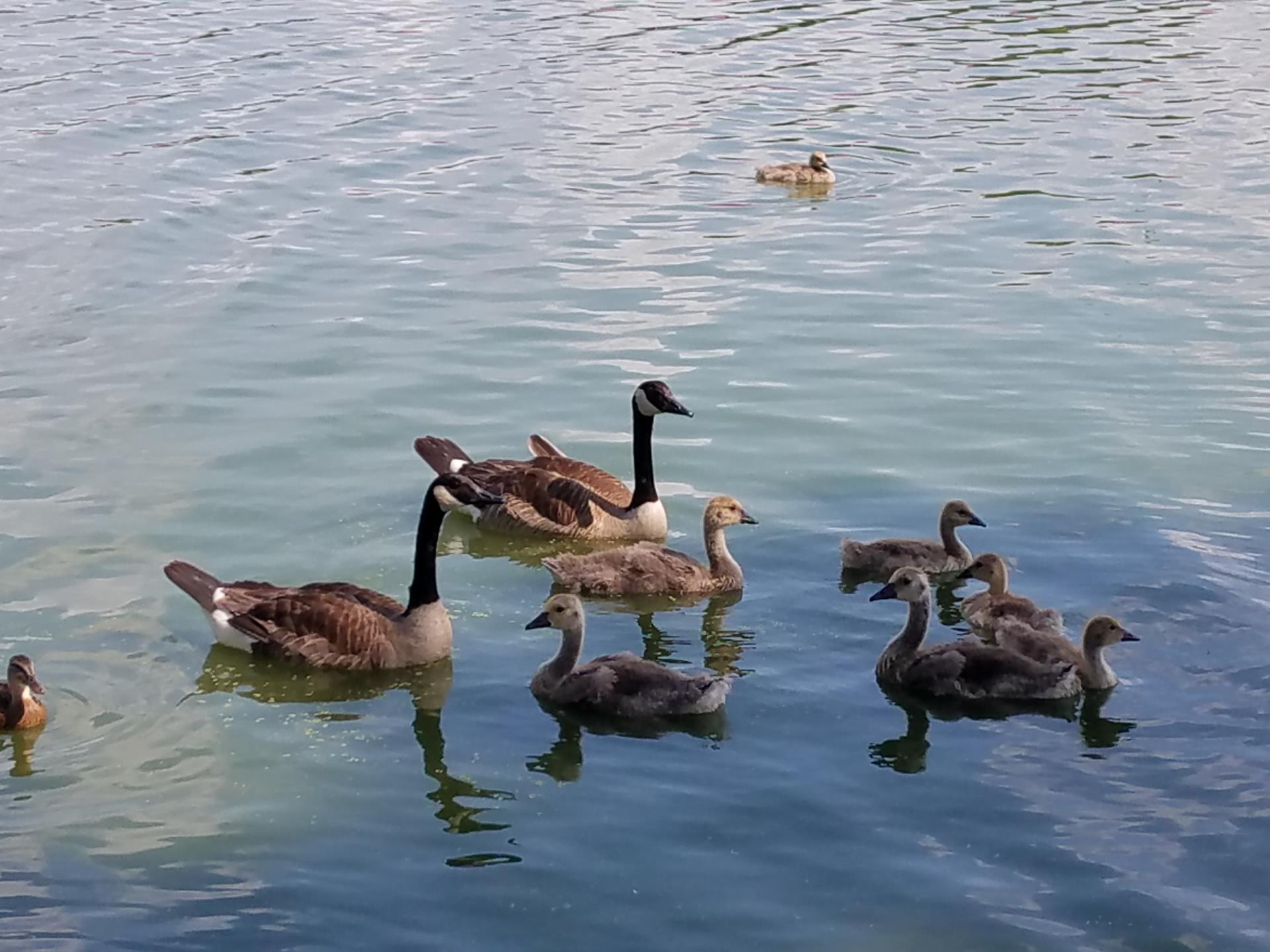 Geese in the Water