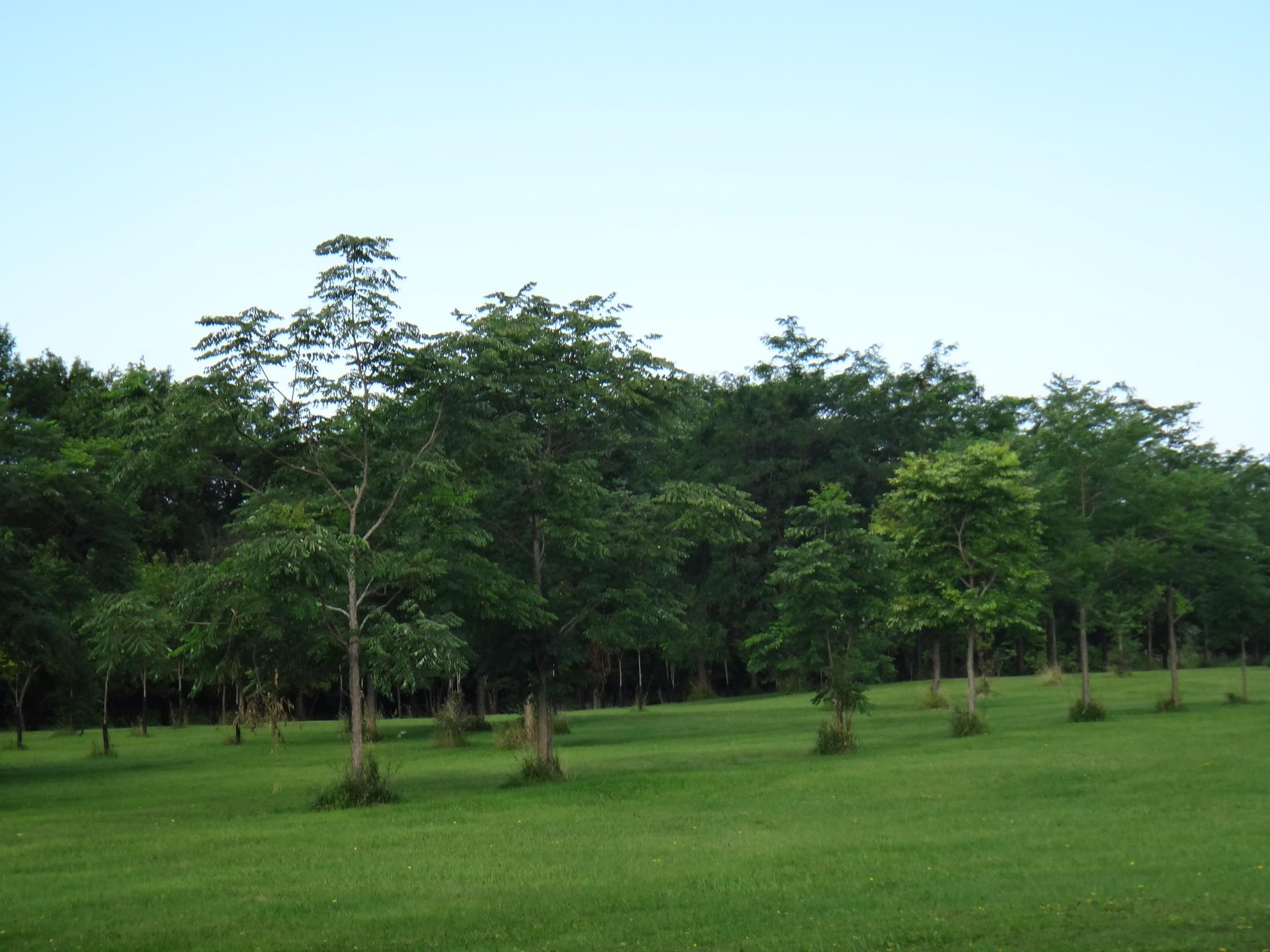 Natural Area at a city park