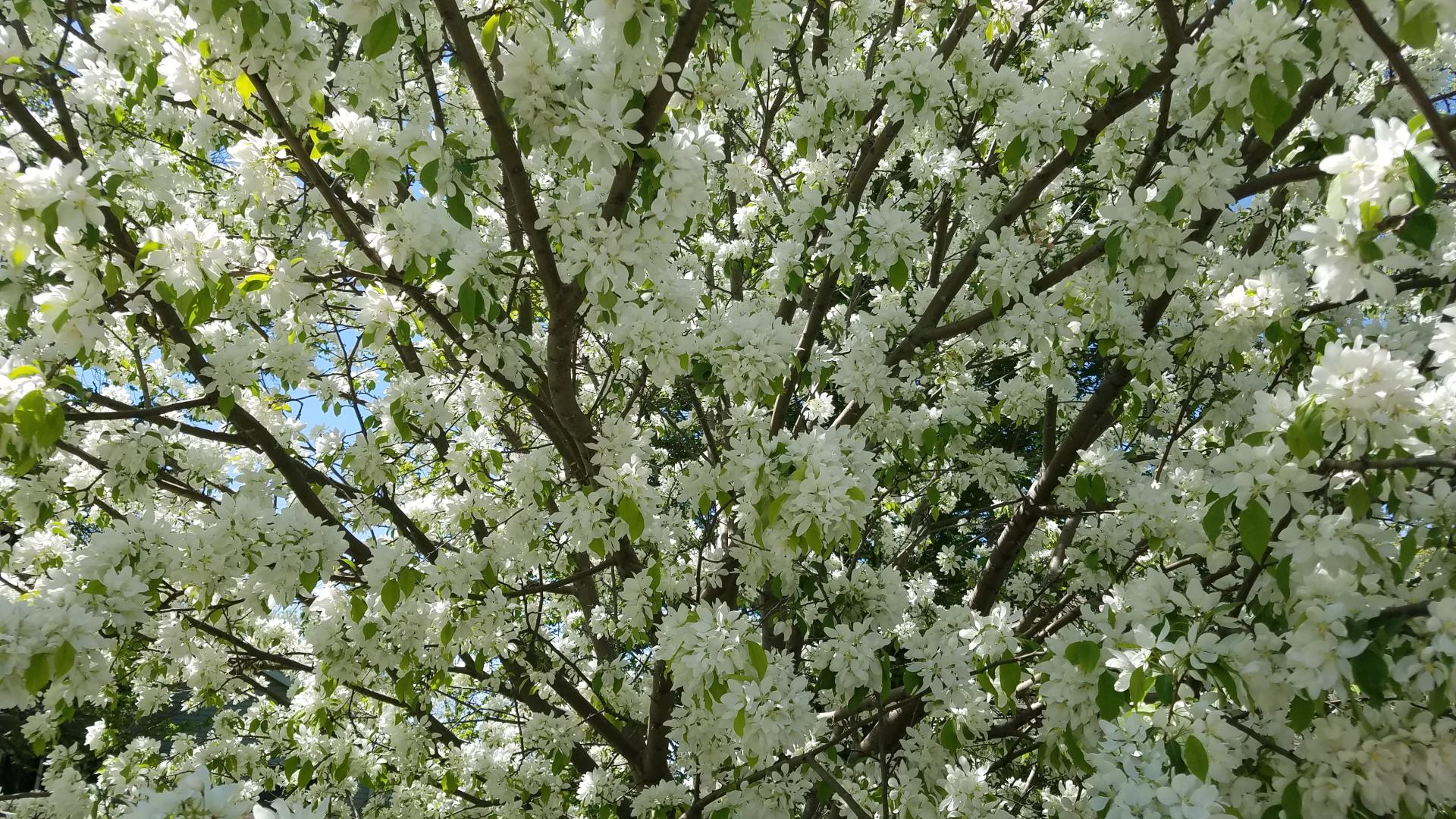 Pretty flowering tree